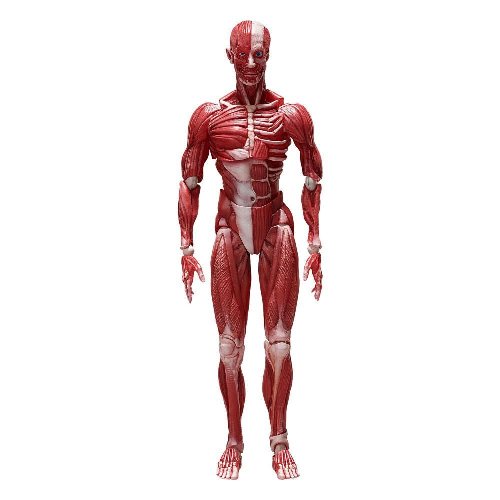 Φιγούρα Original Character - Human Anatomical Model
Figma Action Figure (15cm)