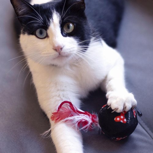 Disney - Minnie Mouse 2-Pack Cat
Toys
