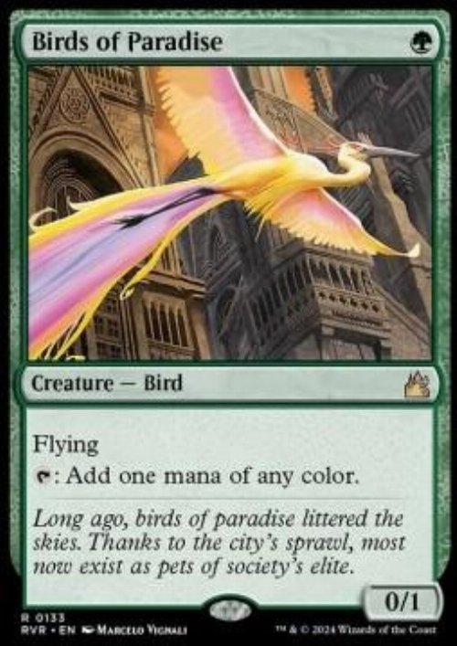 Birds of Paradise